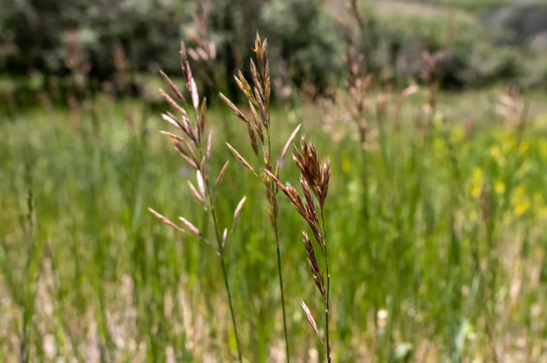 Agriculture & Farming